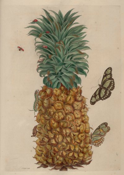 Piña y cucaracha, ilustración de Metamorphosis insectorum Surinamensium de Maria Sibylla Merian